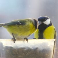 Птичьи дела... :: Юрий Куликов Птичьи дела... :: Юрий Куликов