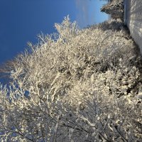 Зима :: Ольга Савельева 