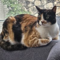 красотка :: Аркадий Басович