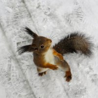 Дайте орешек скорее :: Лариса С.