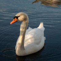 Про лебедя... :: Николай Гирш