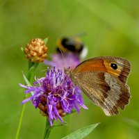 опять про бабочек...261  С Новым Годом! :: Александр Прокудин