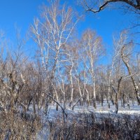 Зимний день :: Андрей Хлопонин