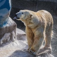 Белый :: SanSan 