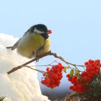 И одну с собой. :: Михаил Белоусов