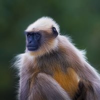 Белоголовый лангур. :: Aleksey Afonin Белоголовый лангур. :: Aleksey Afonin