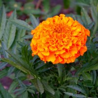 Просто цветочек -бархаточек. :: nadyasilyuk Вознюк