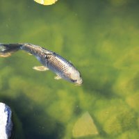 Серый кардинал :: Леонид 