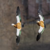 огари в полете. :: юрий макаров огари в полете. :: юрий макаров