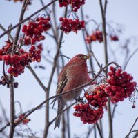 Щур обыкновенный , самец. :: Артём Орлов