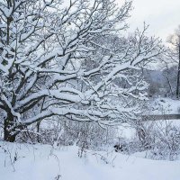 Дубовый пейзаж :: Сергей Курников Дубовый пейзаж :: Сергей Курников