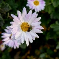 все любят красоту :: Ольга Косачова