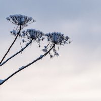 замерзший борщевик :: Олег Загорулько