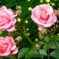 розочки :: Наталья 