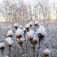 *** :: Зоя Мишина *** :: Зоя Мишина