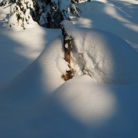 Лесной маэстро :: Павел Трунцев