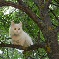 Белый котик на дереве. :: Наталья Куликова