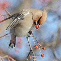 Свиристель :: Виктор Иванович Чернюк Свиристель :: Виктор Иванович Чернюк