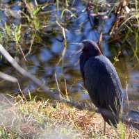 Малая голубая цапля (Little Blue Heron, Egretta caerulea). :: Yury 