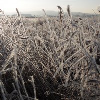 Всё в зимнем серебре. :: nadyasilyuk Вознюк Всё в зимнем серебре. :: nadyasilyuk Вознюк