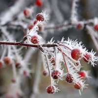 Иней :: Галина Нестратова Иней :: Галина Нестратова