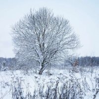 Зима в долине Протвы :: Сергей Курников