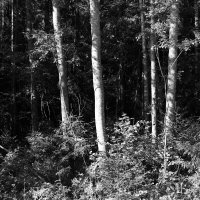 Фотография :: Денис Безногов