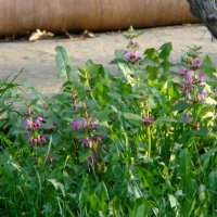 "Будет апрель!" Ю.Левитанский :: Syntaxist (Светлана)