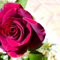 Роза :: Наталья 