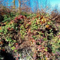 Адлер... горы... Роза Хутор... :: Нина Бутко Адлер... горы... Роза Хутор... :: Нина Бутко