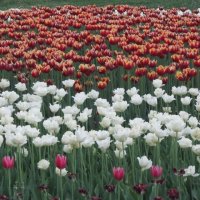 Красные и белые :: Дмитрий Никитин Красные и белые :: Дмитрий Никитин