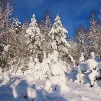 Зимний лес :: Ольга Митрофанова Зимний лес :: Ольга Митрофанова