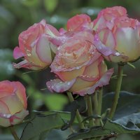 Утренняя :: елена беликова Утренняя :: елена беликова