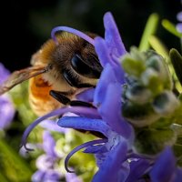 Магия iPhone. Щелкнул на ходу и получилось :: Александр Деревяшкин Магия iPhone. Щелкнул на ходу и получилось :: Александр Деревяшкин