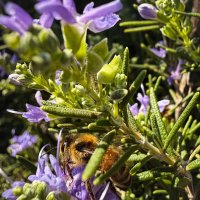 Вот вам январь холодный :: Александр Деревяшкин Вот вам январь холодный :: Александр Деревяшкин