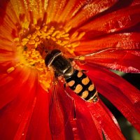 Ты не плачь насекомое, я тебя засушу, и в консервную баночку тебя жить положу. :: Александр Деревяшкин