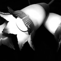 * :: Василий Палий