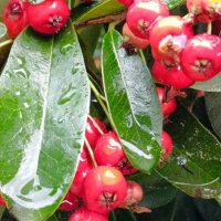 дождливый день :: Елена Фёдорова