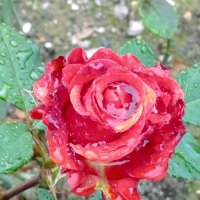 слёзы розы... :: Елена Фёдорова