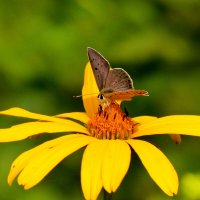 опять про бабочек...267 :: Александр Прокудин опять про бабочек...267 :: Александр Прокудин