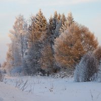 Морозный солнечный день :: Наталья Куликова