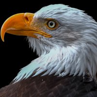 Белоголовый орлан :: Aleksey Afonin