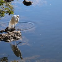 Большая белая цепля :: Yury 