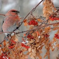 Щур :: Владимир Кириченко Щур :: Владимир Кириченко