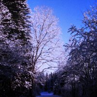 Красота :: Людмила Смородинская