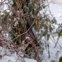 Ягод нет :: Геннадий Б Ягод нет :: Геннадий Б