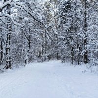 Зимний лес. :: Милешкин Владимир Алексеевич Зимний лес. :: Милешкин Владимир Алексеевич