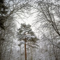 Зимняя сосна :: Сергей Цветков