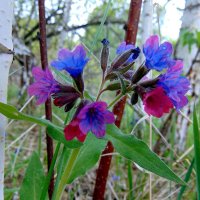 Когда медуница цвела. :: nadyasilyuk Вознюк