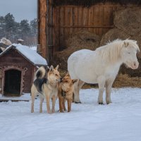 Друзья на ферме :: Павел Крутенко